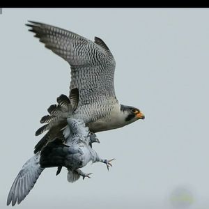 Meet your Posher, Gerald